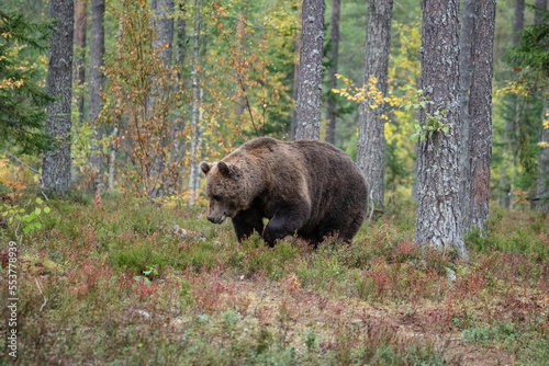 Brown bear, Finland © Stanislav