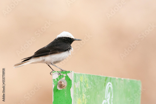 Monnikstapuit, Hooded Wheatear, Oenanthe monacha photo