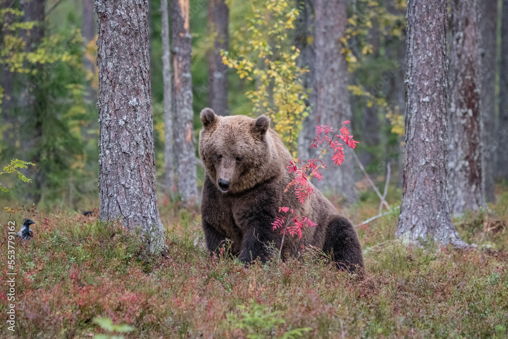 Obraz premium Brown bear, Finland