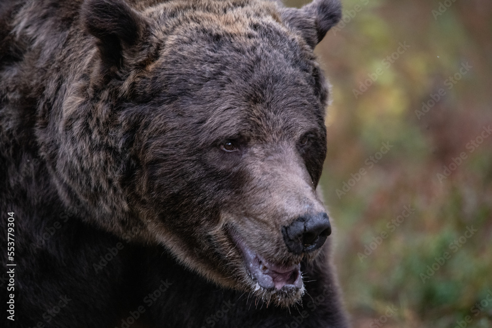 Brown bear, Finland Brown bear, Finland