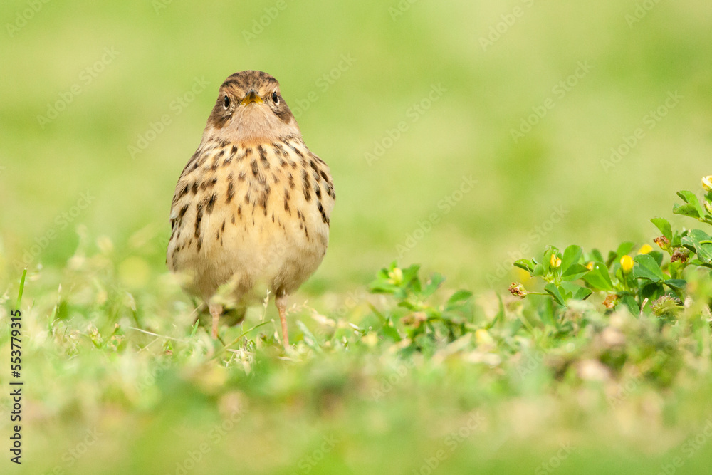 Roodkeelpieper, Red-throated Pipit, Anthus cervinus Roodkeelpieper, Red-throated Pipit, Anthus cervinus