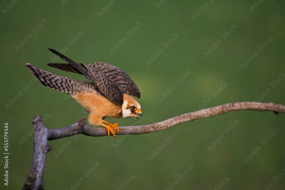 Fototapeta premium Roodpootvalk, Red-footed Falcon, Falco vespertinus