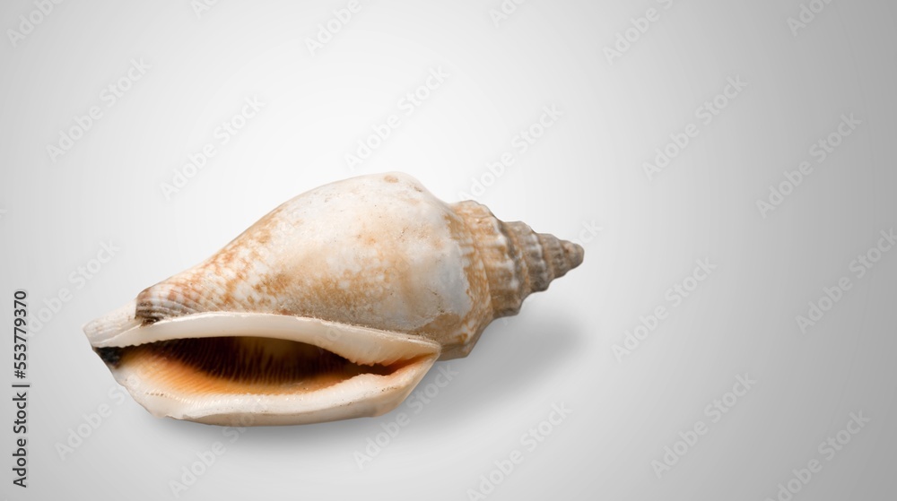 Beautiful sea shell on gray background