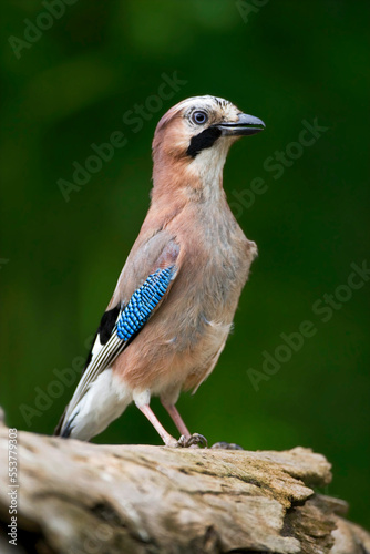 Gaai, Eurasian Jay, Garrulus glandarius