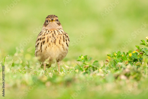 Roodkeelpieper, Red-throated Pipit, Anthus cervinus
