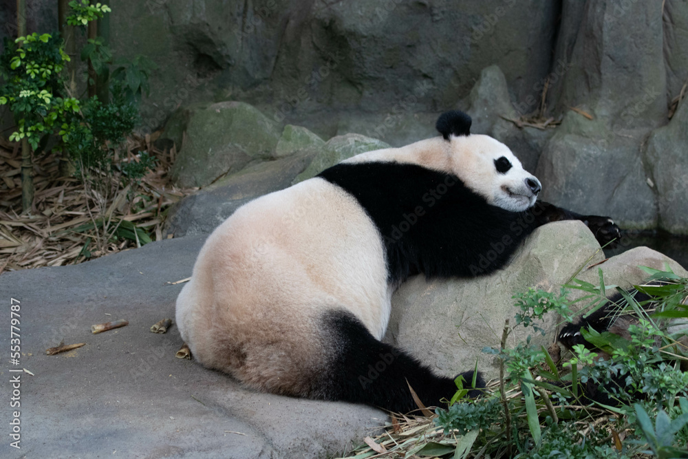 Fototapeta premium Close up Cute Panda in Singapore Zoo