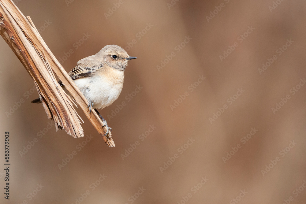 Oostelijke Blonde Tapuit, Eastern Black-eared Wheatear, Oenanthe melanoleuca Oostelijke Blonde Tapuit, Eastern Black-eared Wheatear, Oenanthe melanoleuca