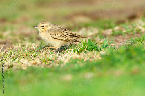 Duinpieper, Tawny Pipit, Anthus campestris