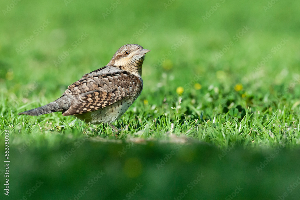Draaihals, Eurasian Wryneck, Jynx torquilla Draaihals, Eurasian Wryneck, Jynx torquilla