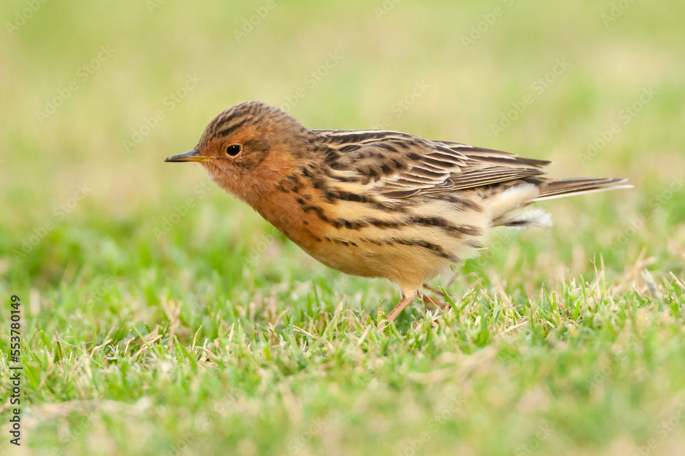 Roodkeelpieper, Red-throated Pipit, Anthus cervinus Roodkeelpieper, Red-throated Pipit, Anthus cervinus