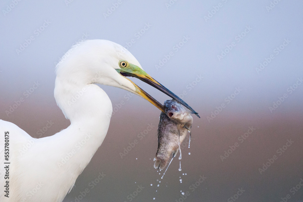 Grote Zilverreiger, Western Great Egret, Ardea alba alba Grote Zilverreiger, Western Great Egret, Ardea alba alba