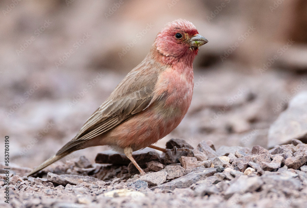 Sinairoodmus, Sinai Rosefinch, Carpodacus synoicus Sinairoodmus, Sinai Rosefinch, Carpodacus synoicus