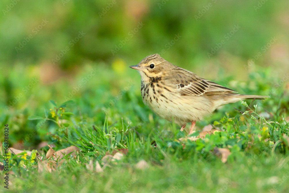 Fototapeta premium Boompieper, Tree Pipit, Anthus trivialis