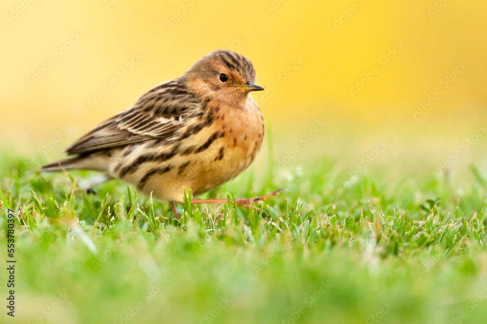 Roodkeelpieper, Red-throated Pipit, Anthus cervinus Roodkeelpieper, Red-throated Pipit, Anthus cervinus