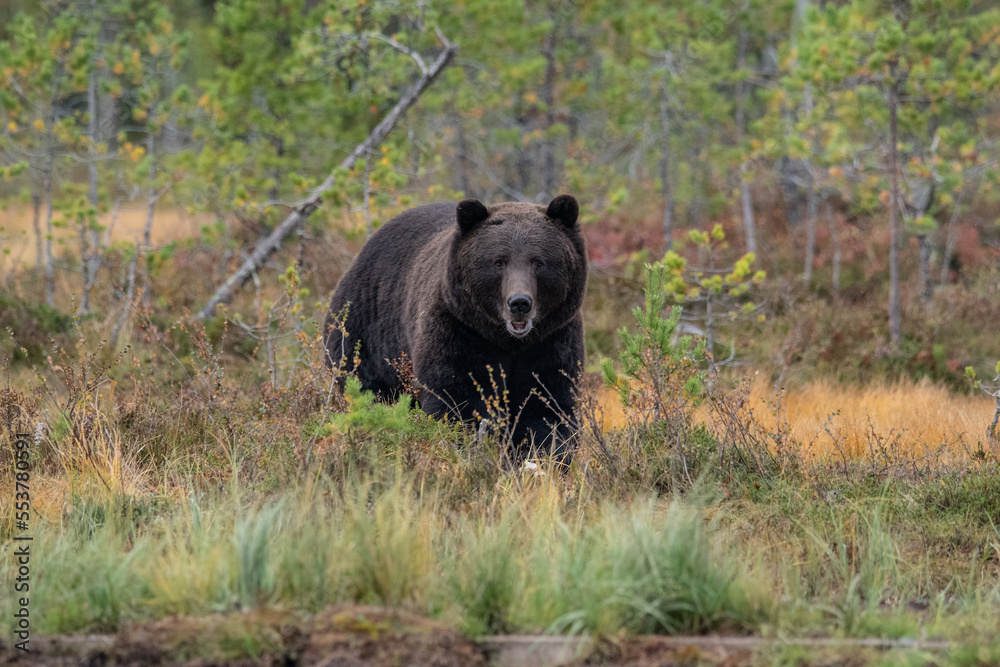 Brown bear in Finland Brown bear in Finland