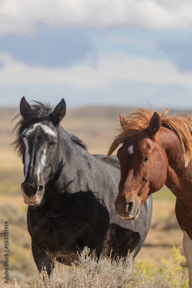 Beautiful Wild Horses in the Wyomign Desert in Autumn Beautiful Wild Horses in the Wyomign Desert in Autumn