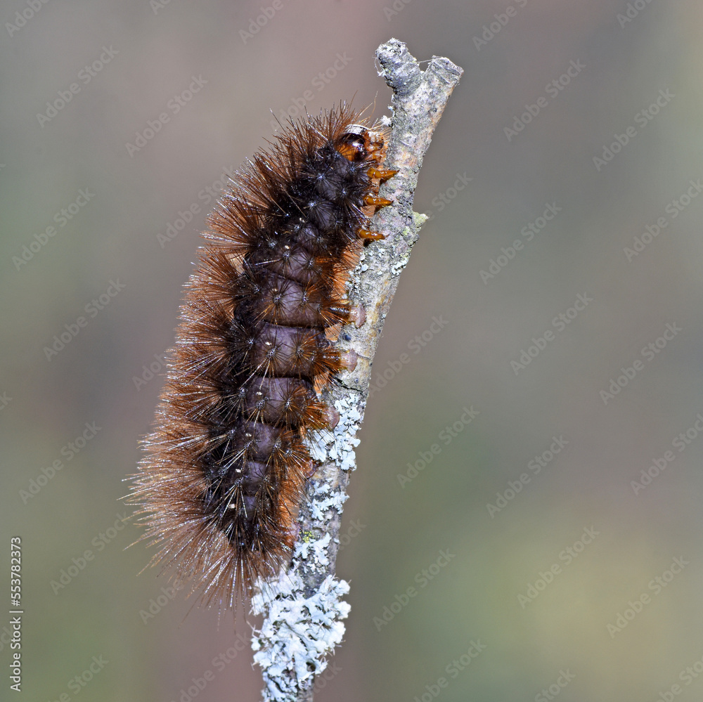 Raupe von spilarctia melanostigma
