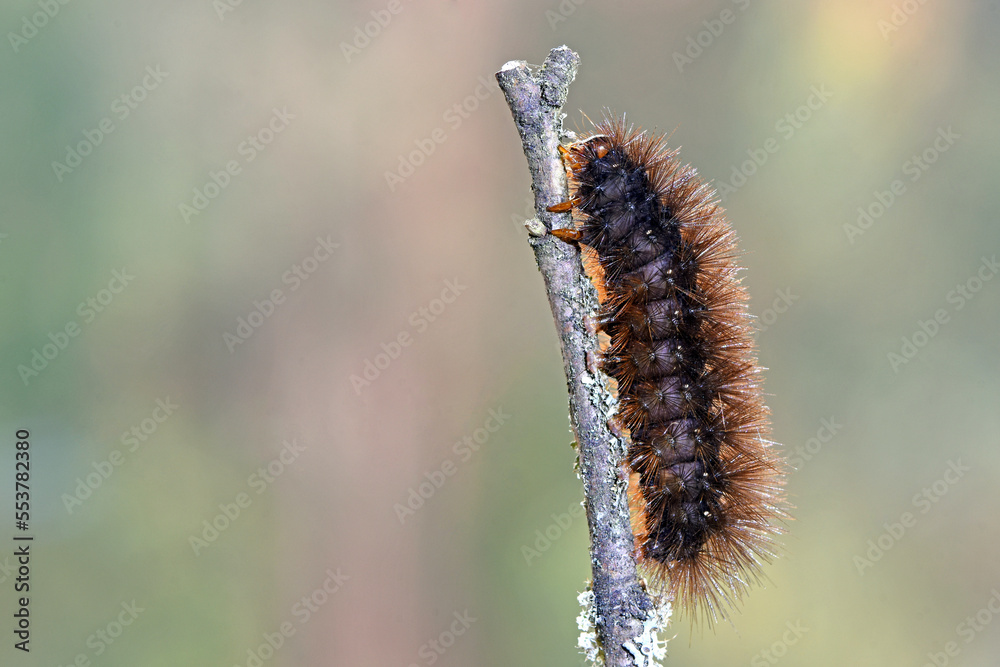 Raupe von spilarctia melanostigma