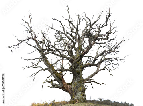 ancient mighty bare oak tree Fototapet