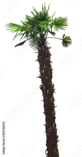 palm tropical tree