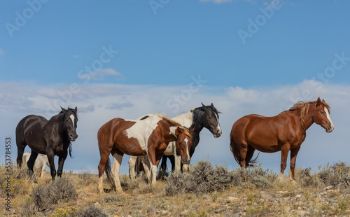 Beautiful Wild Horses in the Wyomign Desert in Autumn