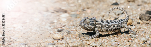 Africa  Namibia  Namaqua chameleon in namib desert  close up
