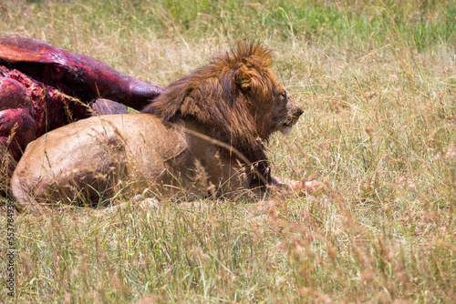 Male lion lying and watch a carcass on the savanna