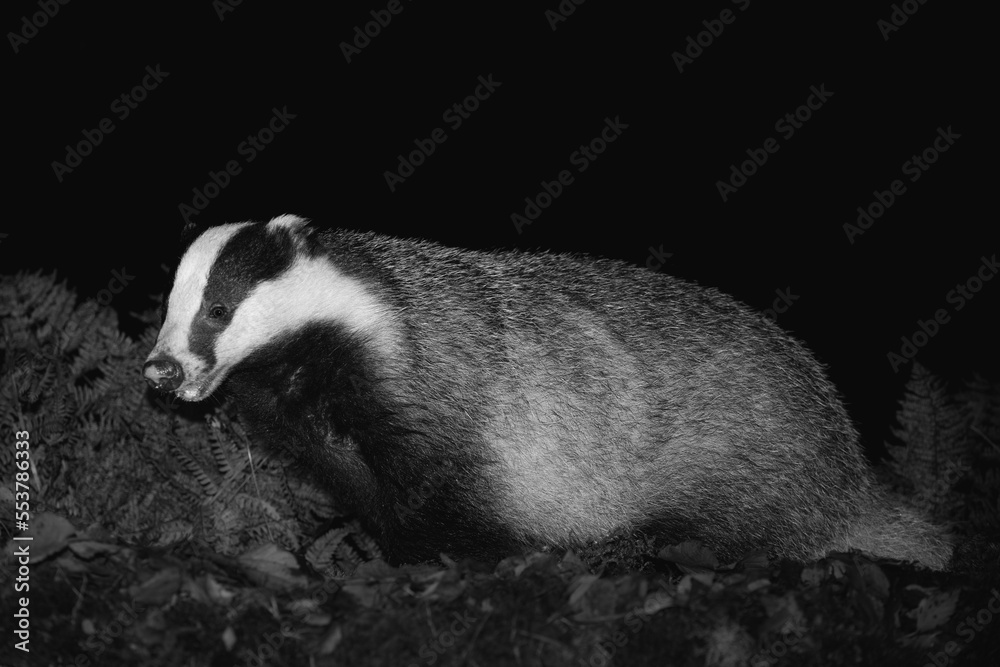 Fototapeta premium Badger, Scientific name: Meles Meles. Close up, in black and white of a wild, native badger, facing left, in Glen Strathfarrar, Scottish Highlands. Night-time image in natural woodland habitat.
