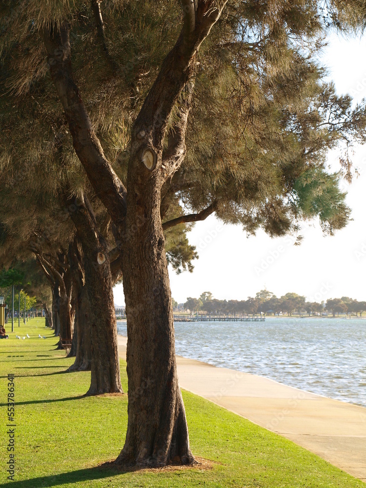 Trees against the lake during sunset in Mandurah, Western Australia Trees against the lake during sunset in Mandurah, Western Australia