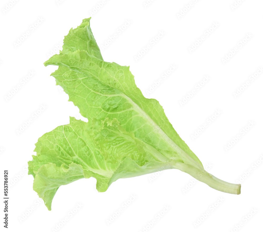 Lettuce leaf ,Green leaves pattern ,Salad ingredient on transparent. Lettuce leaf ,Green leaves pattern ,Salad ingredient on transparent.
