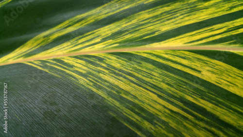 Focus on a tropical leaf pattern and details
