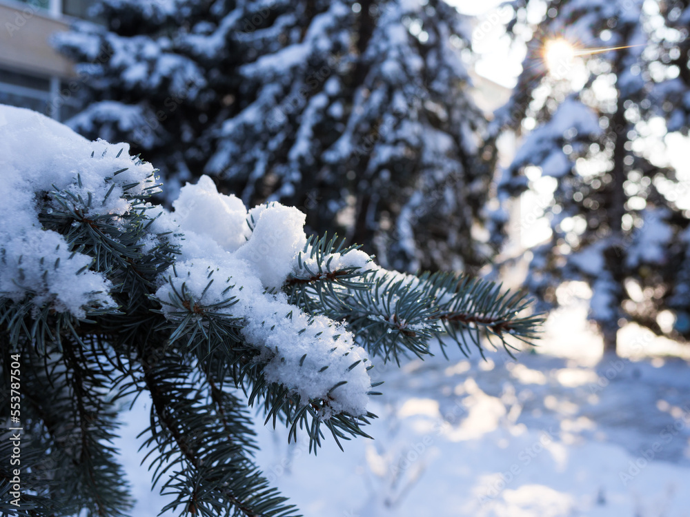 a branch of a Christmas tree covered with snow on the background of the sun's rays. pine needles covered with snow close-up on cream bokeh. winter landscape with coniferous tree.