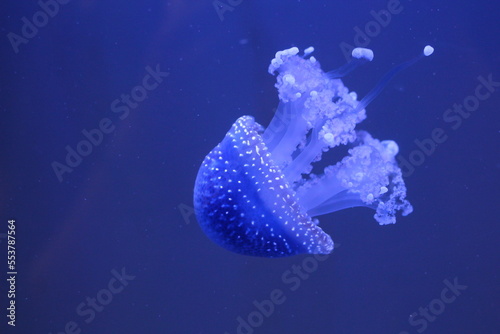 Beautiful Blue Jellyfish free-swimming in the blue water © rrrainbow