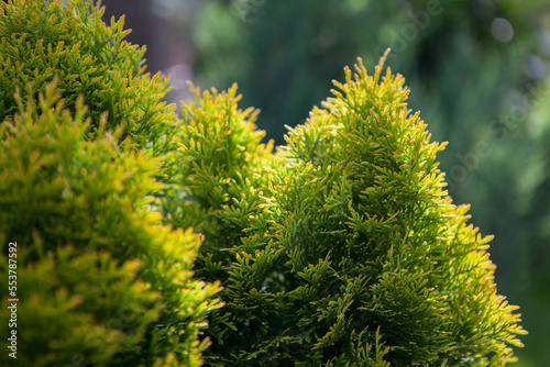 Thuja smaragd in summer in the garden.