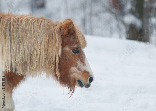 horse pony in winter portrait