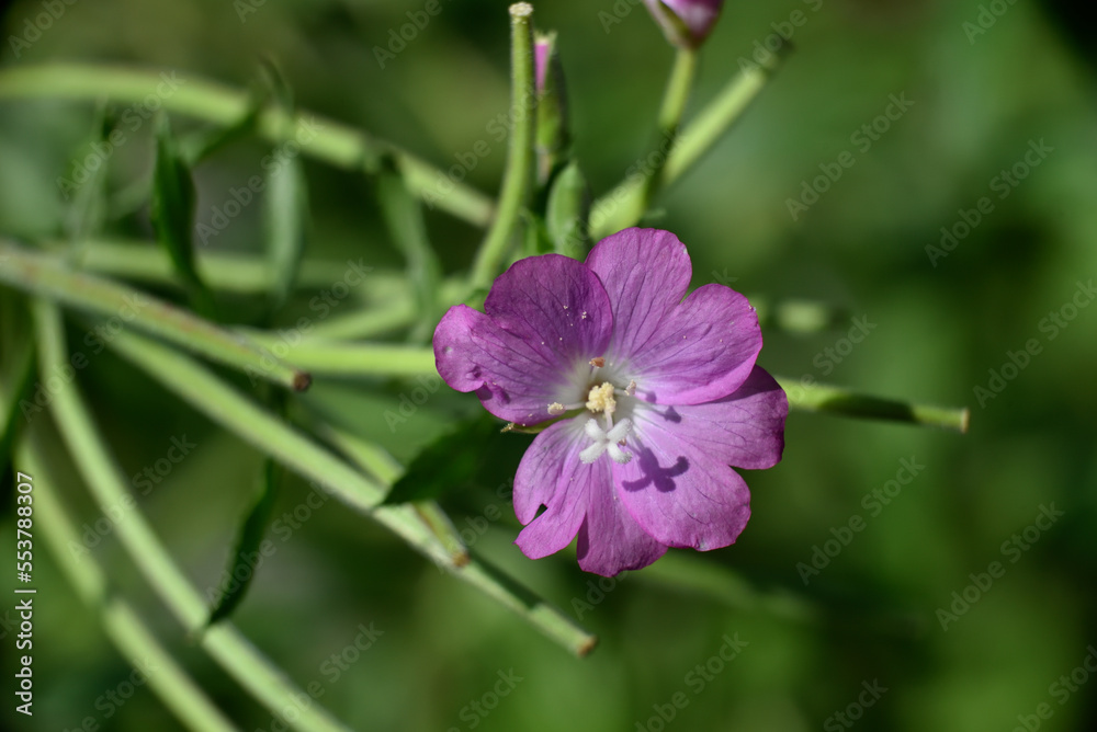 purple flower of agrostemma githago also called corncockle