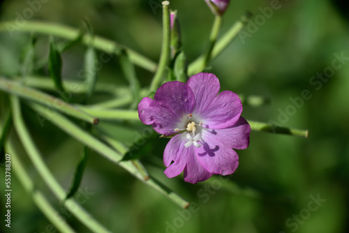 purple flower of agrostemma githago also called corncockle