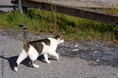 White  black  gray and brown farm cat with tail up walking on rural road at Swiss mountain village Versam  Canton Graub  nden  on an autumn day. Photo taken September 26th  2022  Versam  Switzerland. 