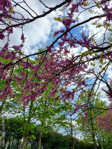 Arbres fleuris au printemps