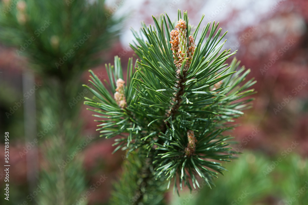 A beautiful pine tree in summer in the garden. A beautiful pine tree in summer in the garden.