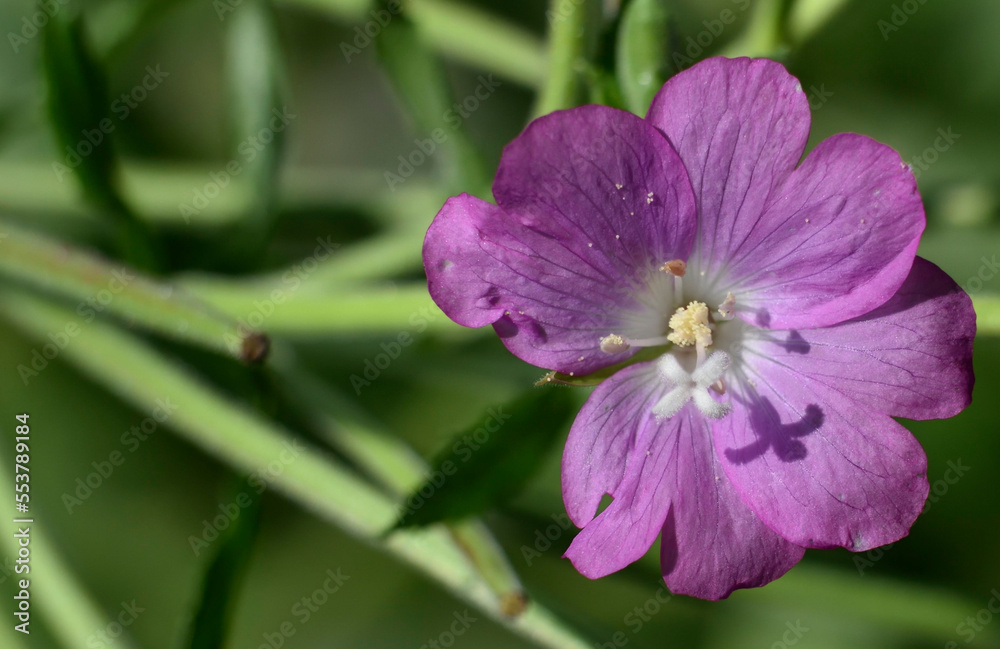 purple flower of agrostemma githago also called corncockle purple flower of agrostemma githago also called corncockle