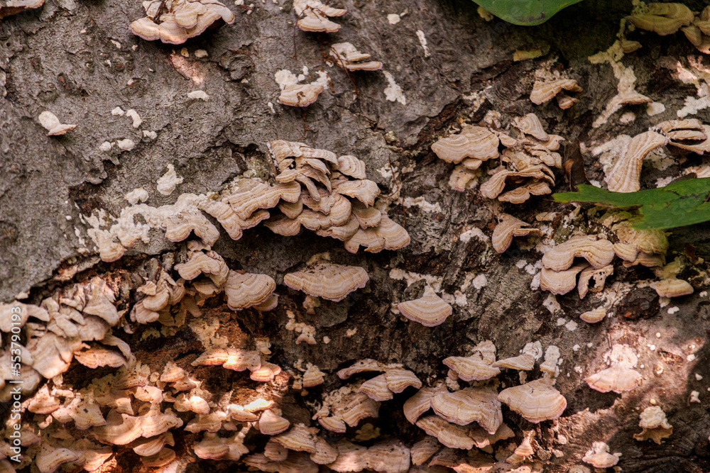 wild, scaly mushrooms or fungus growing on dead tree bark in a forest