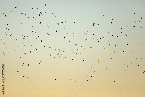 Bandada de avefrías europeas (Vanellus vanellus) volando al amanecer