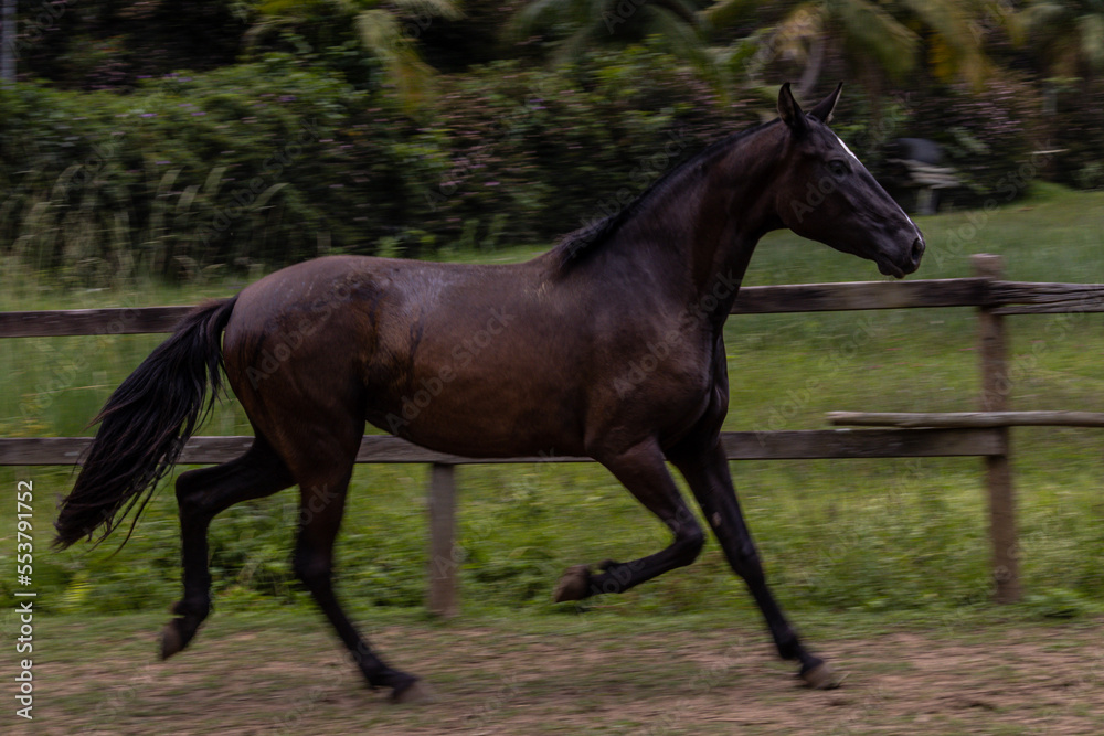 two horses in the field