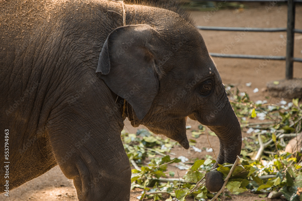 Indian baby elephant eats food