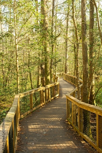 boardwalk meanders through the old growth forest wetlands of Congaree National Park