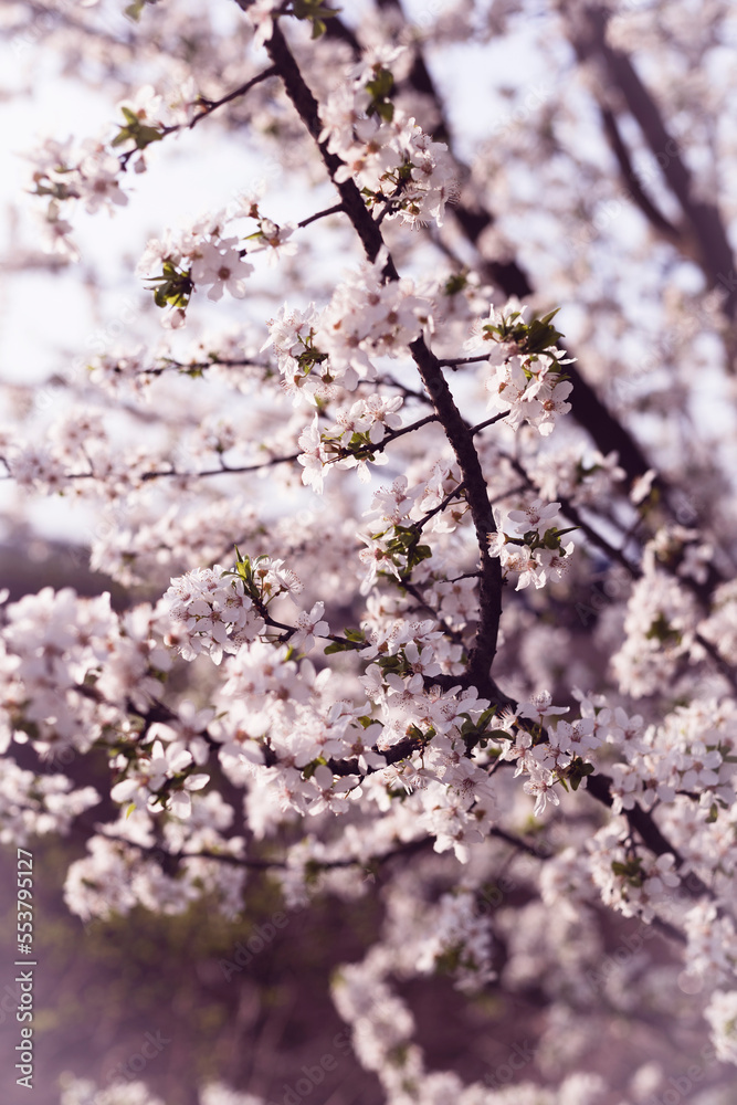 background of branches of blossoming apricot background of branches of blossoming apricot