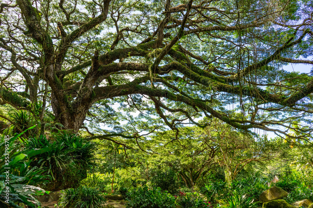 Fototapeta premium Huge wild zamana tree in tropical forest, jungle, Martinique 