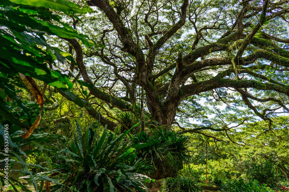 Huge wild zamana tree in tropical forest, jungle, Martinique Huge wild zamana tree in tropical forest, jungle, Martinique