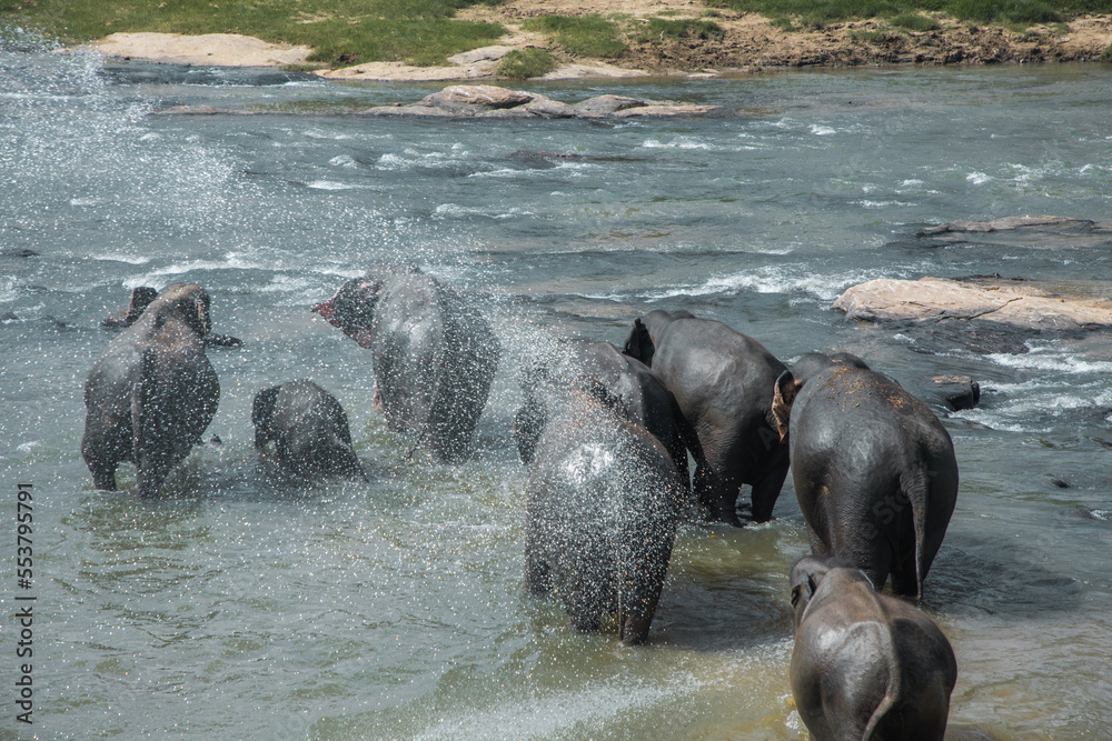 Fototapeta premium Indian elephants bathe in the river